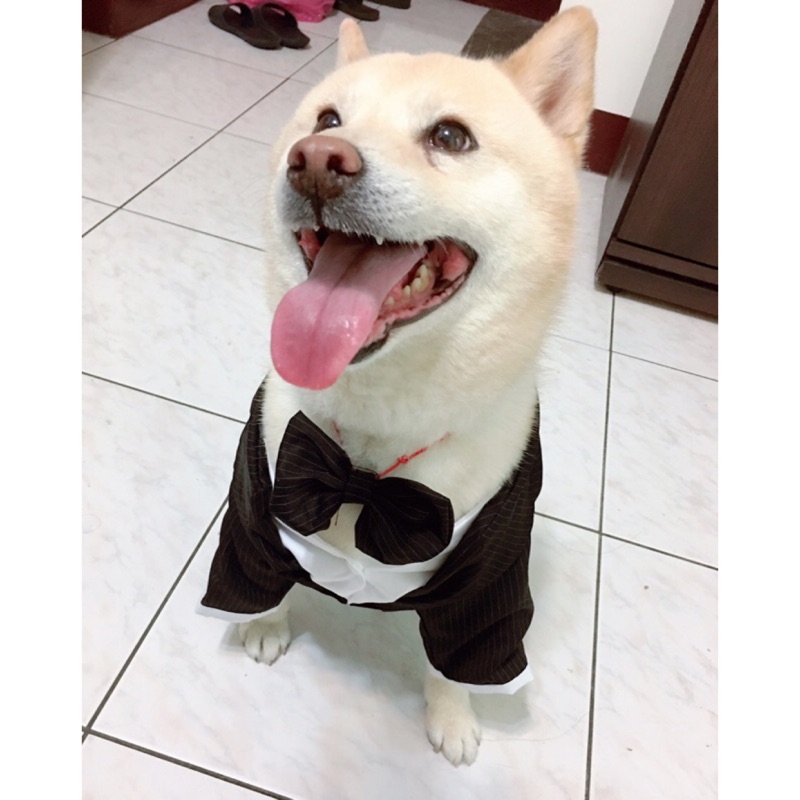 毛小孩紳士服變裝衣柴犬服狗衣服寵物特務犬變裝動物犬貓狗原價390元 蝦皮購物
