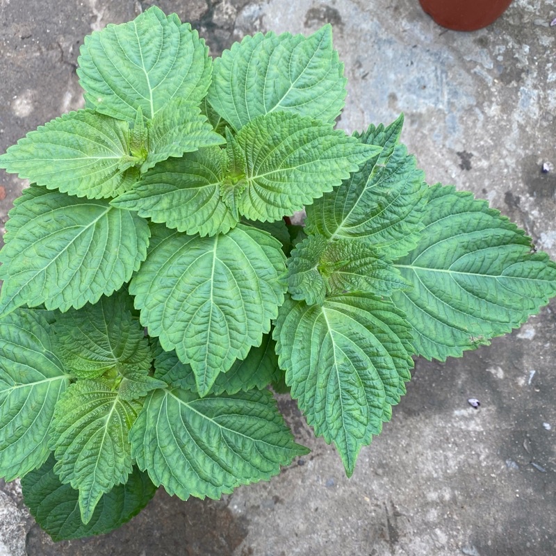 韓國芝麻葉🇰🇷胡麻科 室外植物