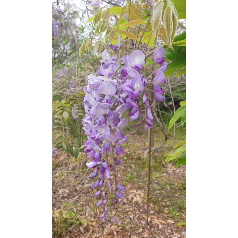 紫藤花 別名 招藤 朱藤 藤蘿 高壓苗 蝦皮購物