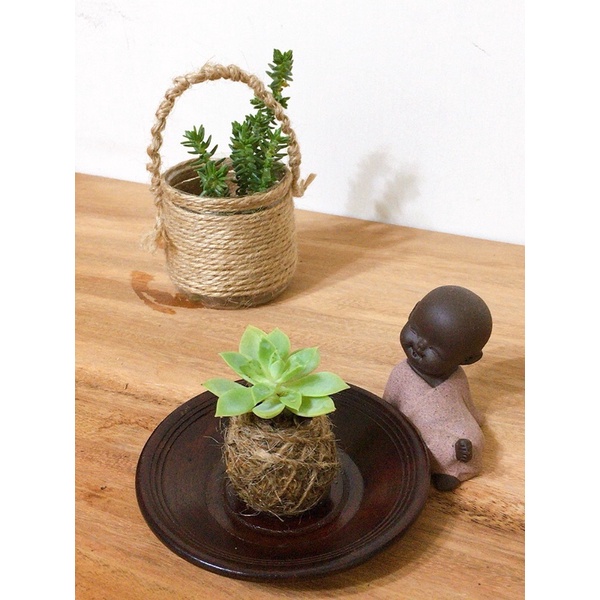 多肉小苔球水苔球療癒植物球可愛仙人掌美化辦公室浴室廁所居家小盆栽 蝦皮購物