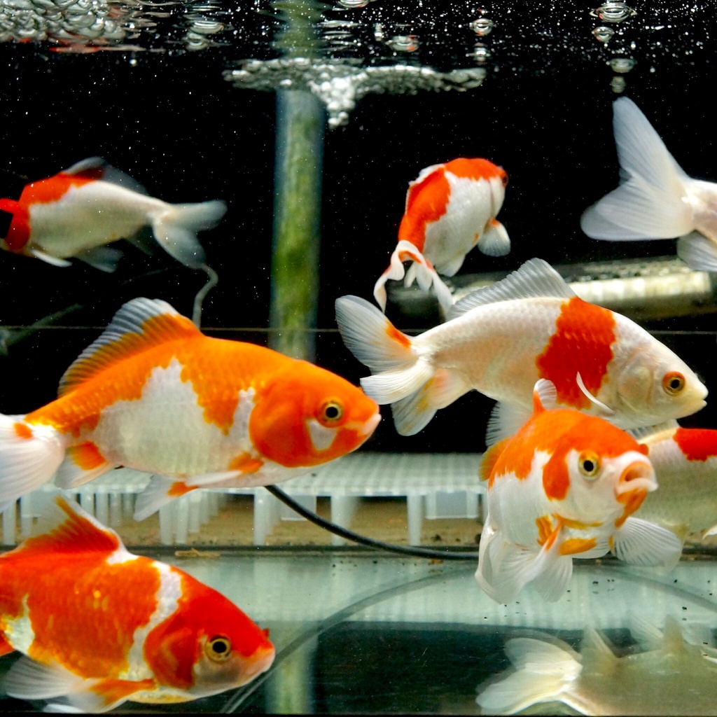 皇家水族 金魚 日本和金和金金魚水族金魚活餌 蝦皮購物