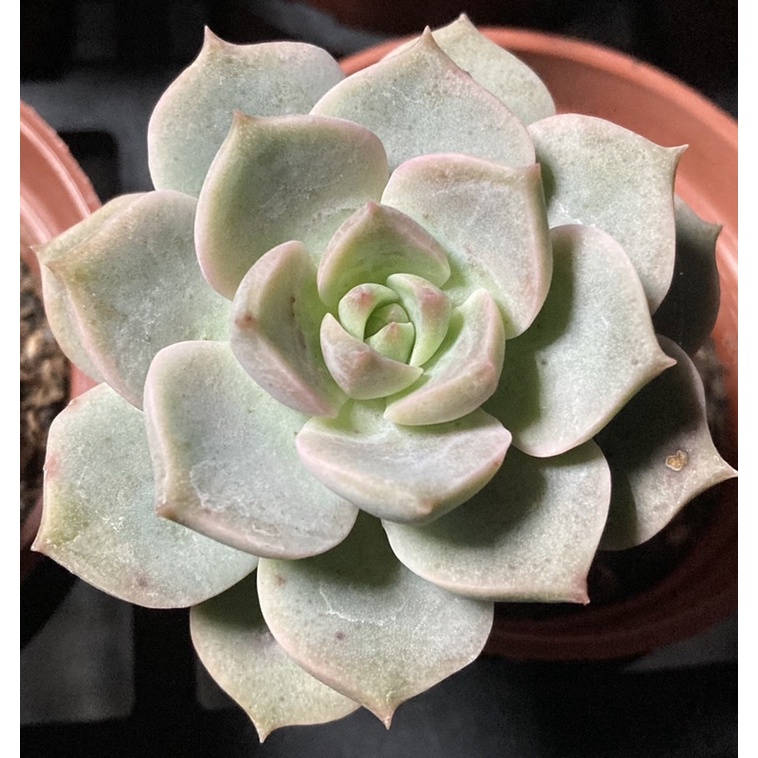 多肉植物 3寸白牡丹 慈碩農場 蝦皮購物