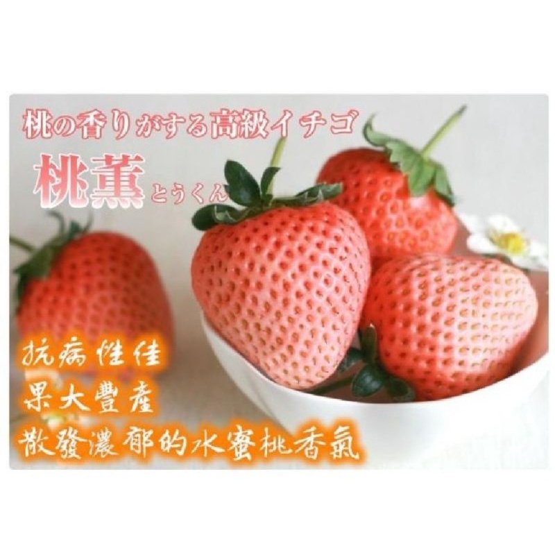 【客訂】水蜜桃草莓 桃薰草莓 草莓苗 日系草莓苗