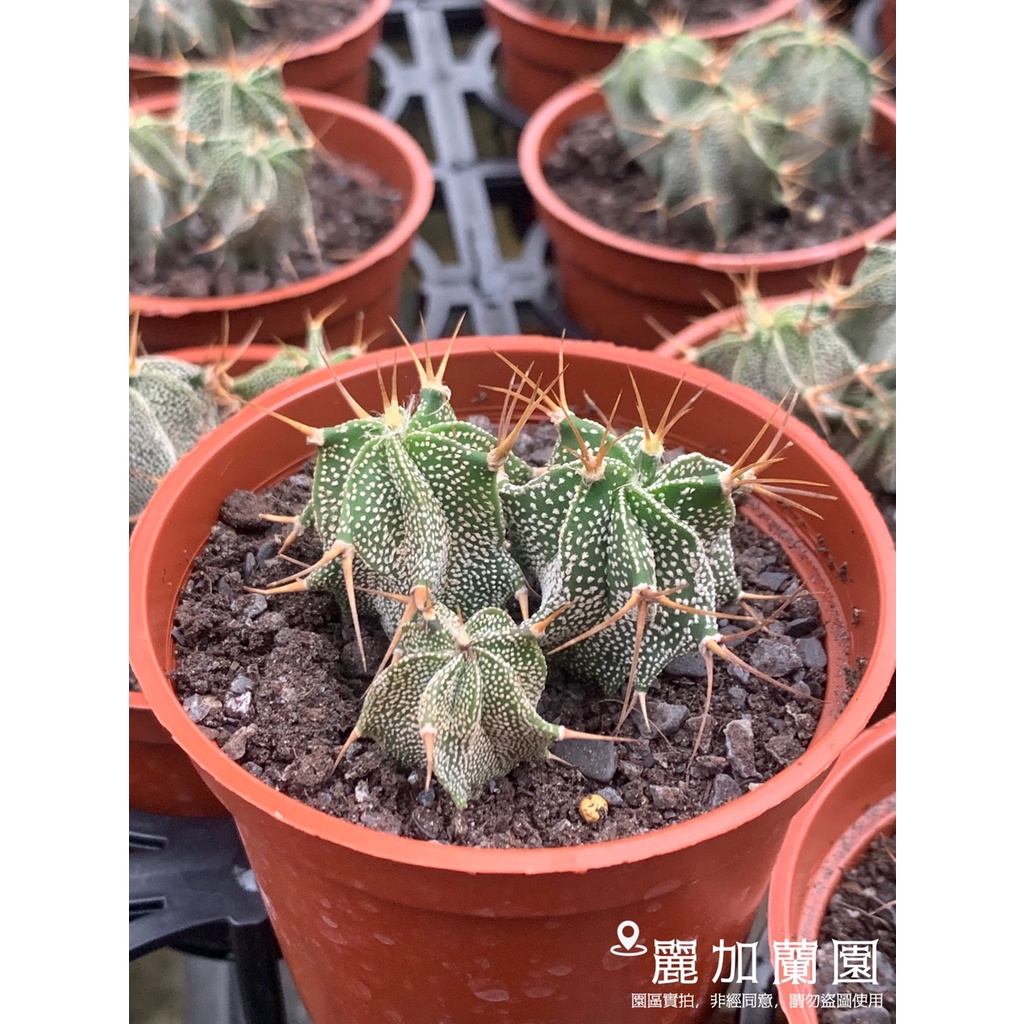 麗加-多肉植物-般若-超值三頭盆-仙人掌、仙人球系列-像楊桃的仙人掌很可愛-會開黃色系花-會開花仙人掌