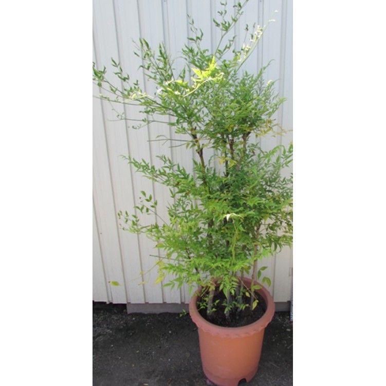 花囍園 圍籬綠化植物 南天竹 冬天會變紅 葉子非常優雅 8吋高約70 80cm 特價9 蝦皮購物
