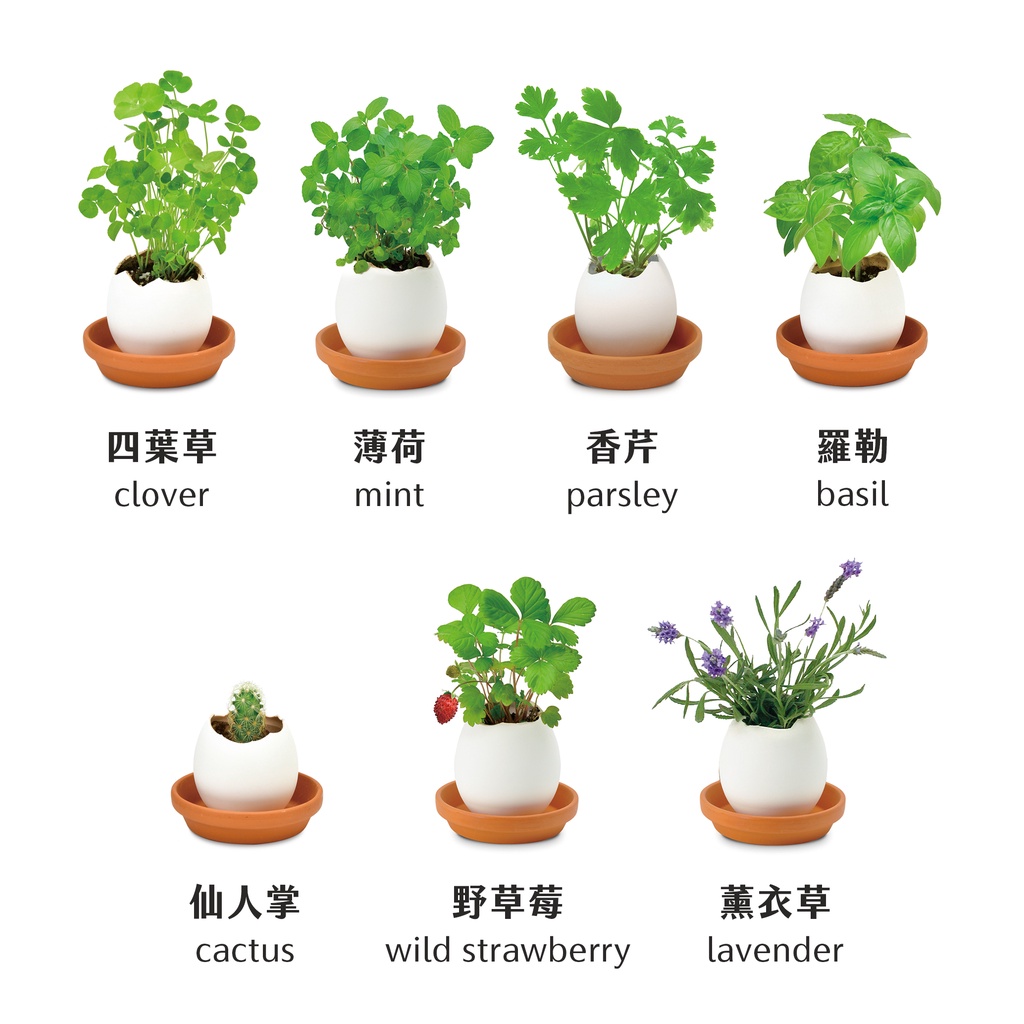 環境友善包裝 Eco Eggling植物栽培蛋 日本正版授權 聖新陶芸 植物蛋 薄荷 羅勒 草莓 薰衣草 仙人掌 蝦皮購物