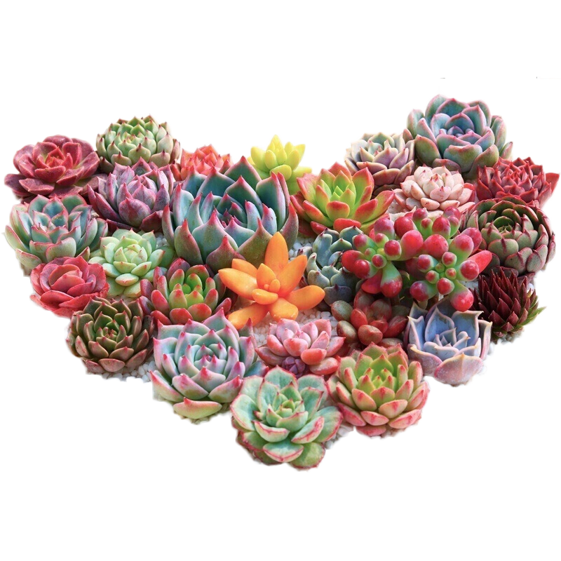 Selamat Datang Yu Huayuan Novice 多肉植物盆栽包裝綠色植物盆景 蝦皮購物