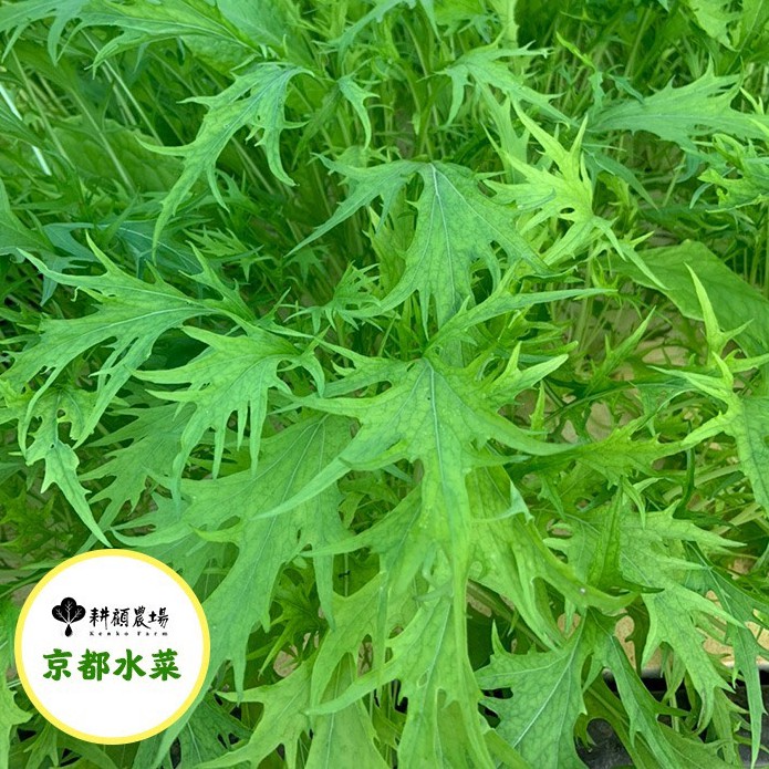 耕顧農場 自然農法栽培 無毒水耕蔬菜 缺貨中 蝦皮購物