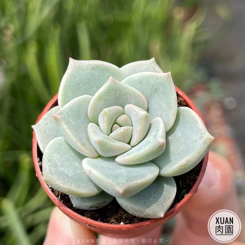 一吋迷你盆 白牡丹 多肉植物 多肉 景天科 療癒小物 組盆 綠手指必備 Xuan肉園 蝦皮購物