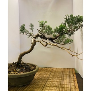 雕樹 優惠推薦 21年7月 蝦皮購物台灣