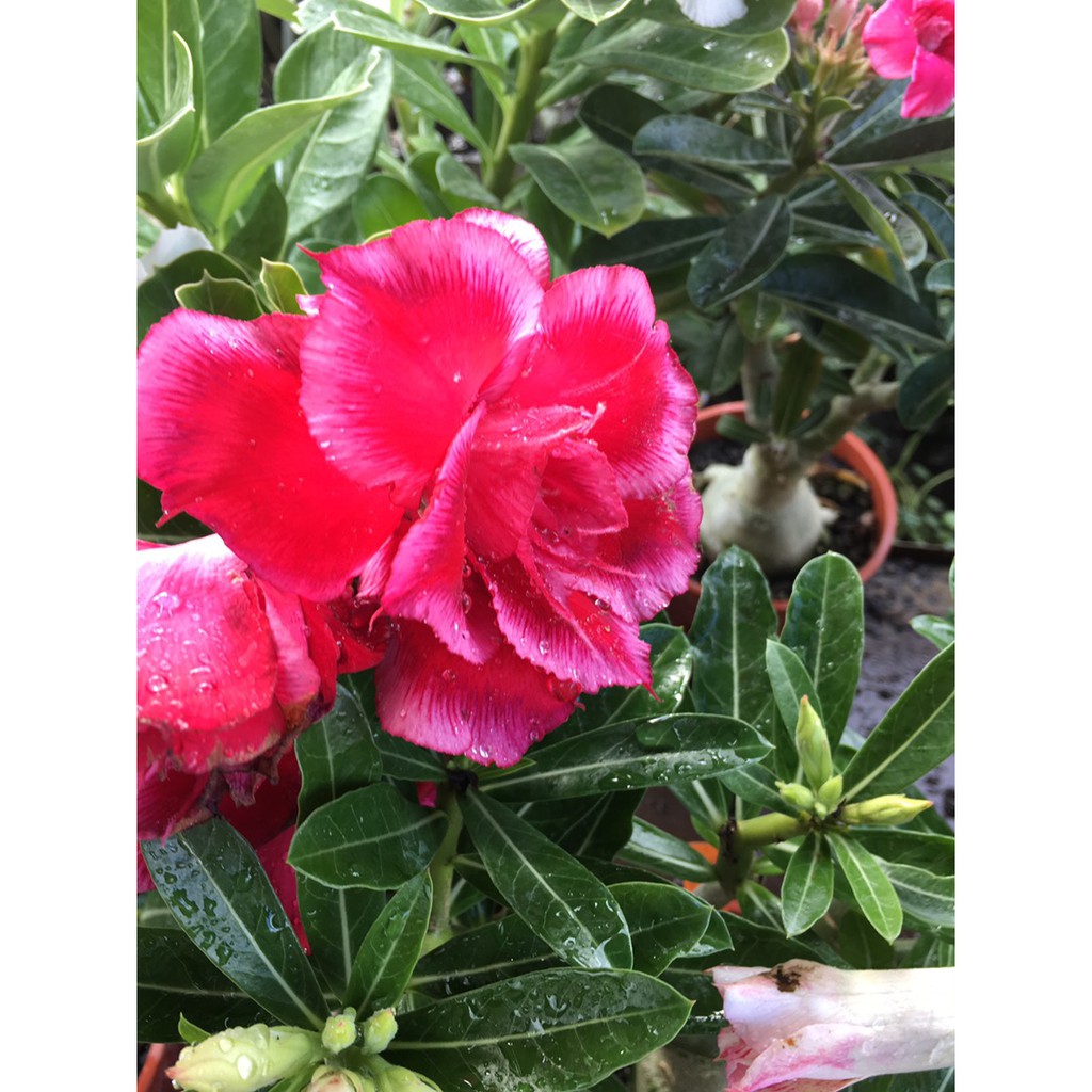 一禪種苗園 凈化空氣吸收甲醛 沙漠玫瑰 富貴花 重瓣不挑花色 居家風水植物 5吋盆 蝦皮購物