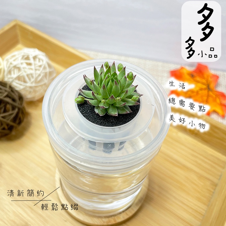 多多小品 橘子球 現貨 多肉水耕水耕盆栽無土種植簡單種植多肉植物完全水培養塑膠飾品創意花盆盆栽 蝦皮購物