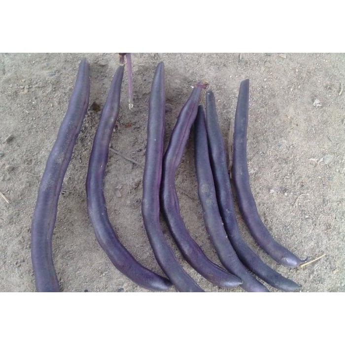 【蔬菜種子S104】紫莢敏豆（紫色四季豆）~ 蔓性，豆莢紫色，莢型扁平寬大，無筋，莢柔嫩無纖維，口感好，顏色漂亮