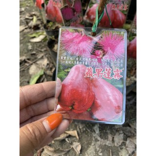 霏霏園藝 蘋果蓮霧1-2年生高度30公分高4吋