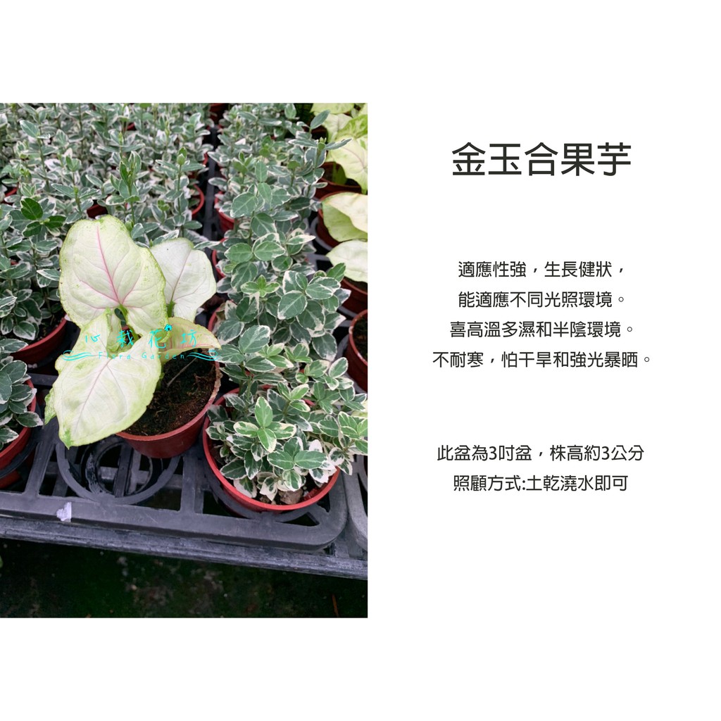 心栽花坊-金玉合果芋/合果芋/3吋盆/觀葉植物/室內植物/綠化植物/售價50特價40