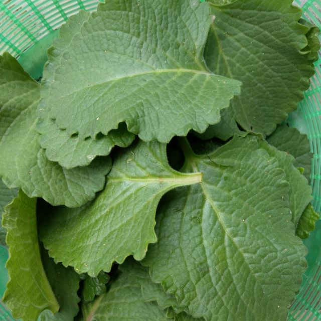 新鮮左手香 到手香葉不含枝條無噴灑農藥600g 大葉品種 手作左手香皂 左手香膏 防蚊液 泡澡 外敷 有貨 蝦皮購物
