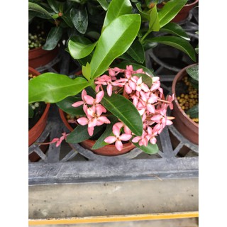 慶平花坊-[粉色仙丹苗]綠籬植物-3吋盆