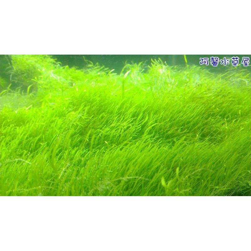 阿馨水草屋 挖耳草 8 8散裝 水族景觀設計造景裝飾水族箱真的水草缸專賣店 難度高 購買前請先詢問有沒有現貨