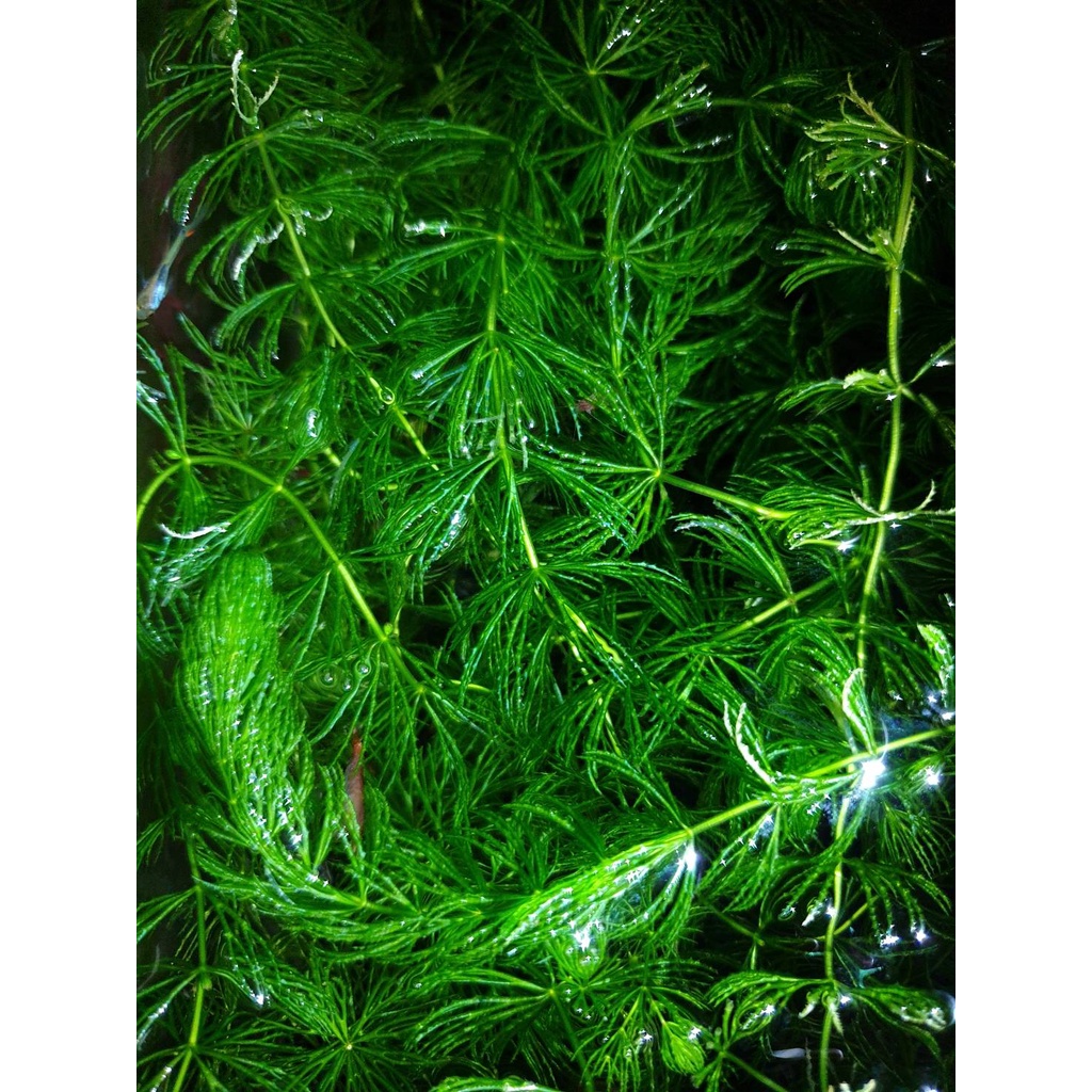 金魚藻 水草 螯蝦 生態池 蝦皮購物