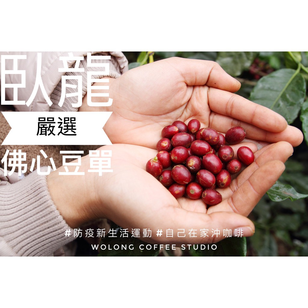 26年【4月2版臥龍嚴選】【臥龍咖啡工作室】佛心咖啡豆單#音樂家#COE#小花荔#藝伎#TOH冠軍#BERG