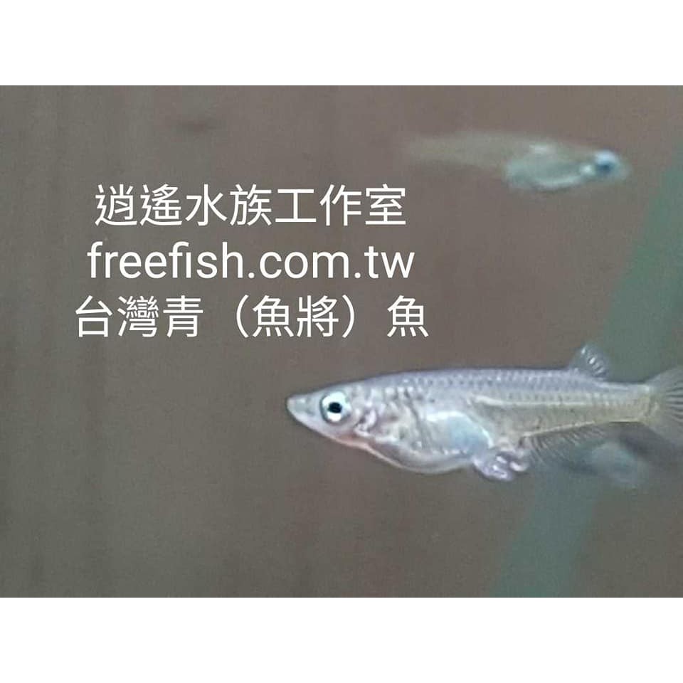 賣青鱂魚青將魚稻田魚米鱂彈魚魚目娘三界娘青江魚美達卡青昌魚台灣原生魚 蝦皮購物