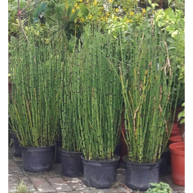 花囍園 水生植物 大木賊 別名水木賊 生性強健 8吋高約30 50cm 售8特價800 蝦皮購物