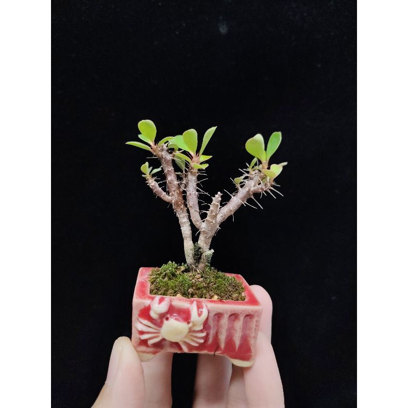 木田樂 國光花市 小品手工盆栽 蝦皮購物