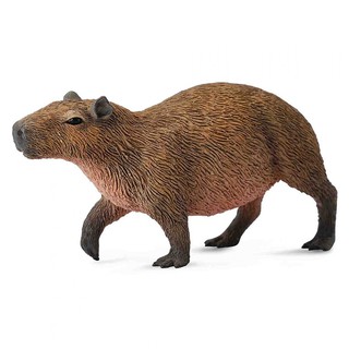 COLLECTA動物模型 - 水豚