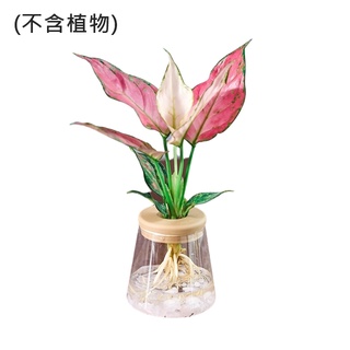 台灣現貨 養魚養植物園藝懶人必備 水培花盆水耕盆栽懶人盆栽懶人花盆水耕花器水培多肉花盆水耕