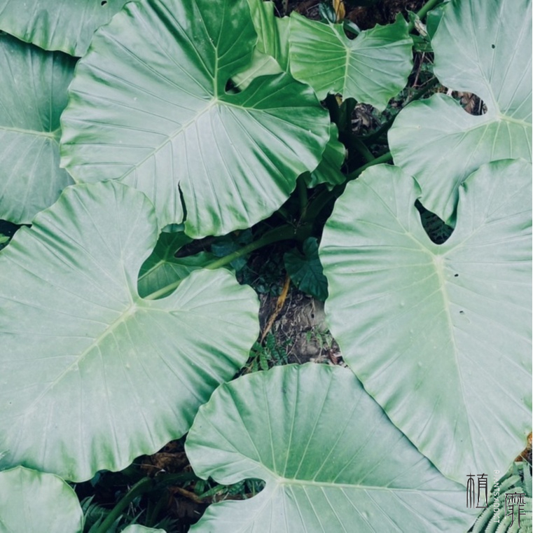 植靡 巨大姑婆芋 觀葉植物 庭園造景 蝦皮購物