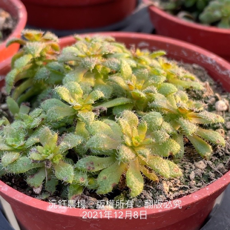 沅鈺農場多肉植物毛海星 露養植物輕微曬傷 蝦皮購物