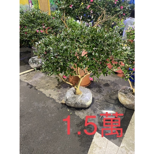 山茶花、日本山茶花、八重茶梅、昭和之光