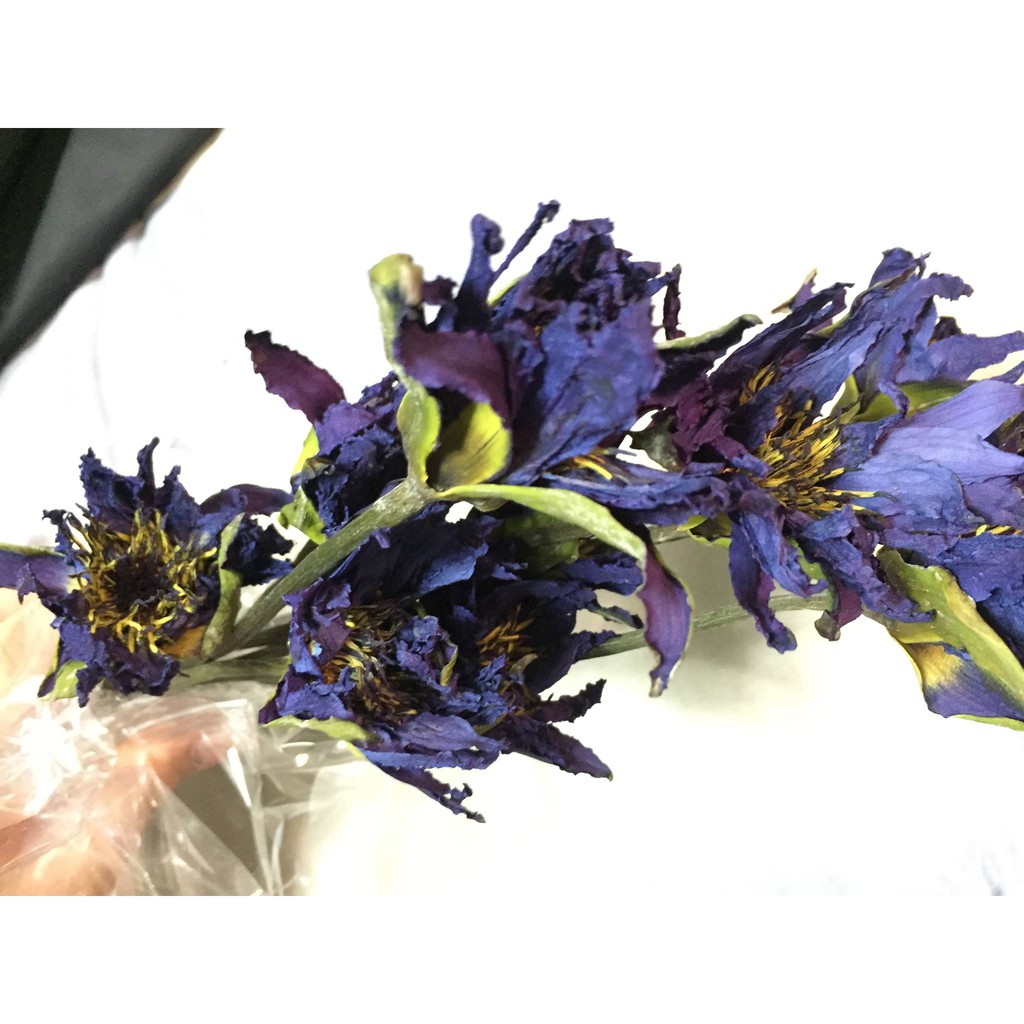 乾燥藍色睡蓮 乾燥花 睡蓮 花材 蝦皮購物