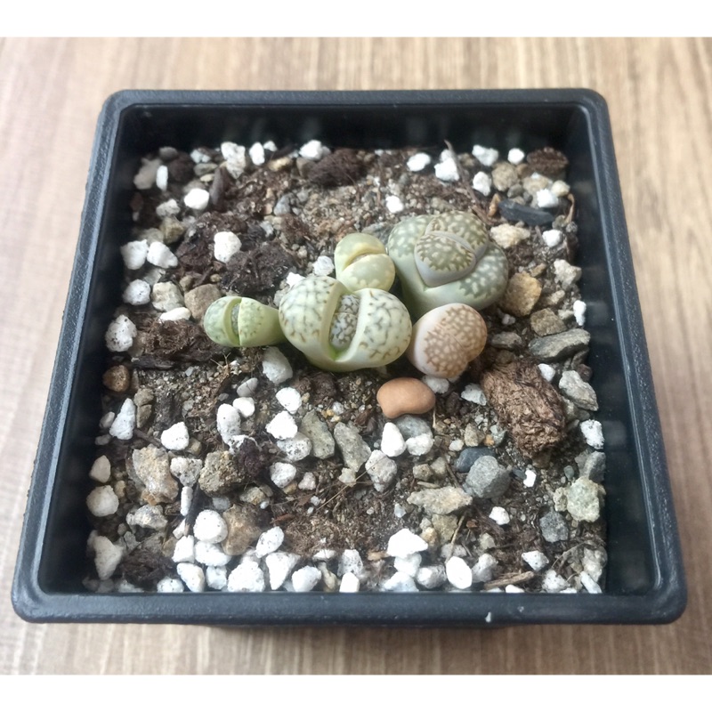 石頭玉組 2吋盆生石花多肉植物 蝦皮購物