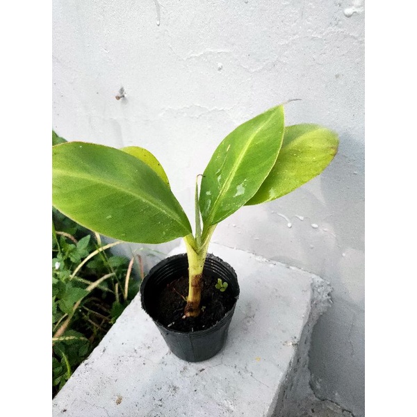 香蕉苗水果苗果園植物農夫市集 蝦皮購物