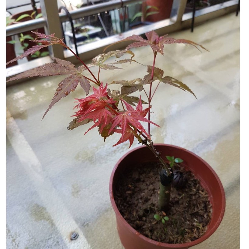 日本山槭楓樹紅千鳥嫁接苗落葉中 蝦皮購物