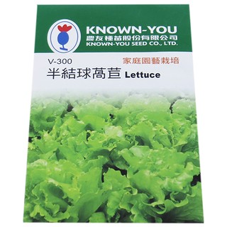 {綠花緣}【蔬菜種子】半結球萵苣(大陸妹)(Lettuce)種子