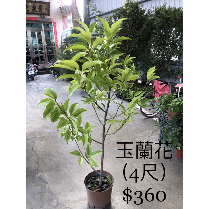 霏霏園藝霏霏園藝玉蘭花 可以擋煞 不懂可以問 泰國師父講的信不信由你 蝦皮購物