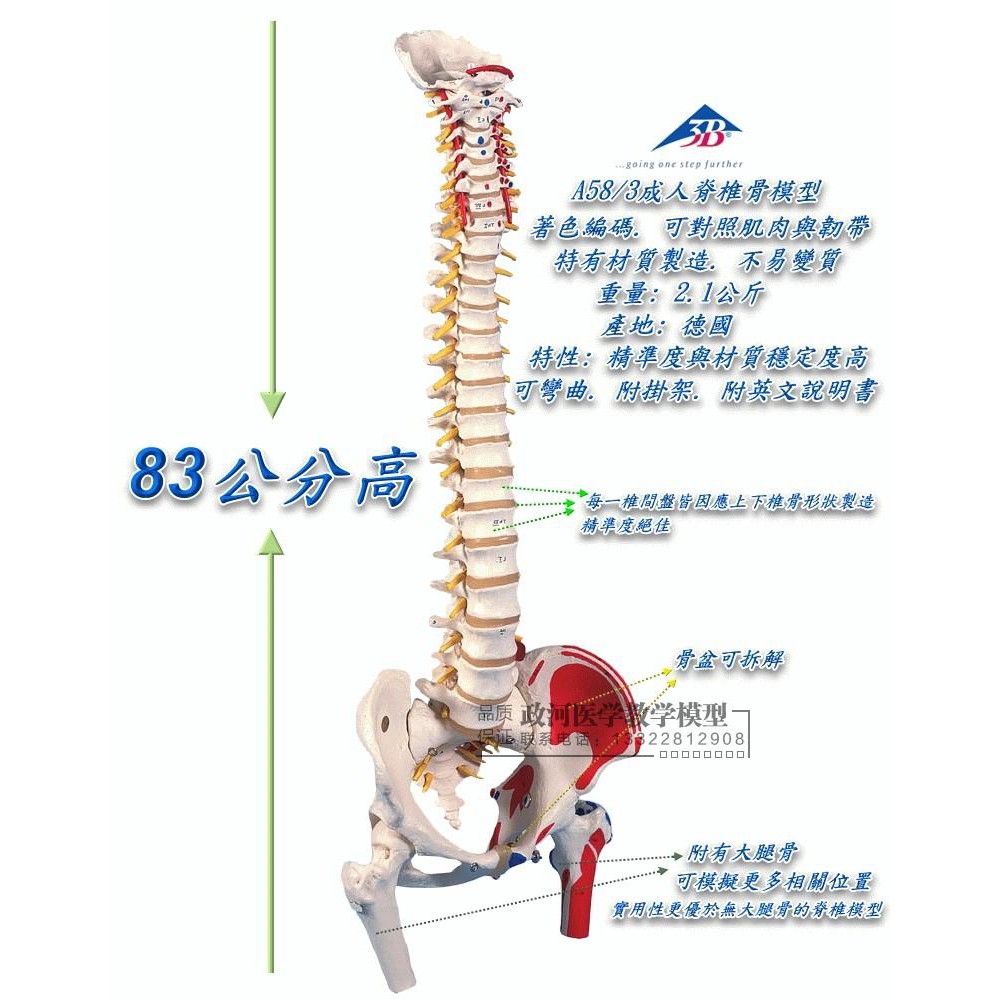 人体模型の脊柱です - rehda.com