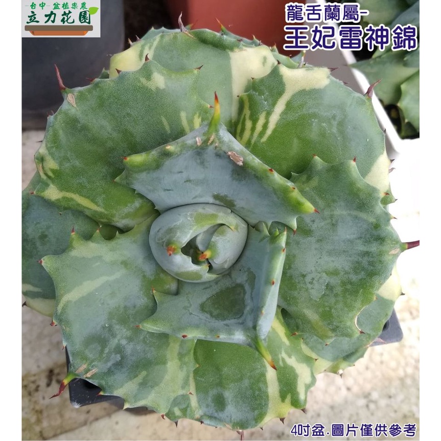 【王妃雷神錦】龍舌蘭  Agave 多肉植物 龍舌蘭側芽 2~3吋盆裸根小苗  台中 立力花園 虎尾蘭賣場