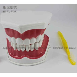 (MD-B_0525)牙齒模型 口腔模型 早教模型 可拔模型刷牙模型