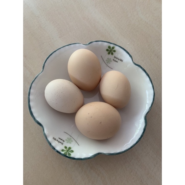 自家台灣土雞中型種蛋受精蛋