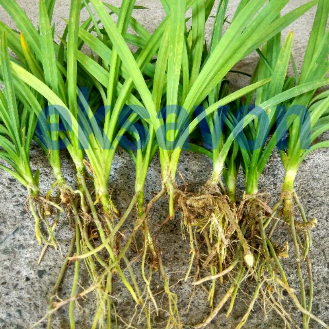 香蘭苗4棵(裸根)斑蘭苗、七葉蘭、碧血草、香蘭葉