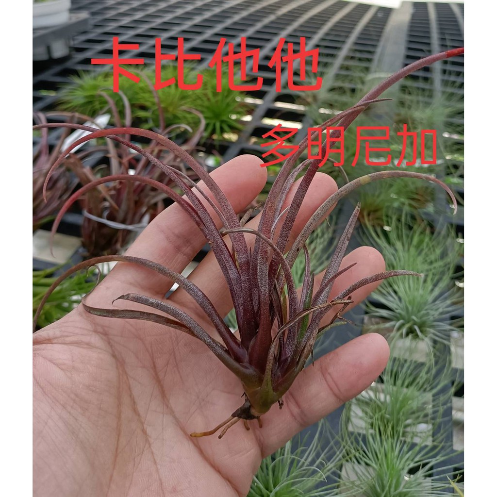 深紅色 [ 卡比他他 多明尼加」空氣鳳梨 Capitata v. domingensis ] 活體空氣鳳梨 空鳳植栽 需