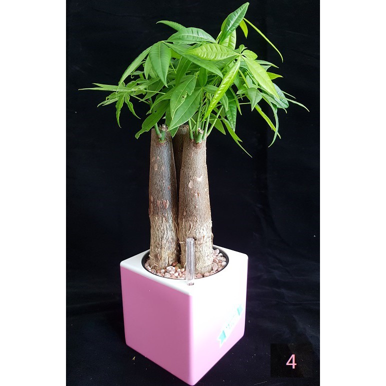 桌上植物 優惠推薦 21年4月 蝦皮購物台灣