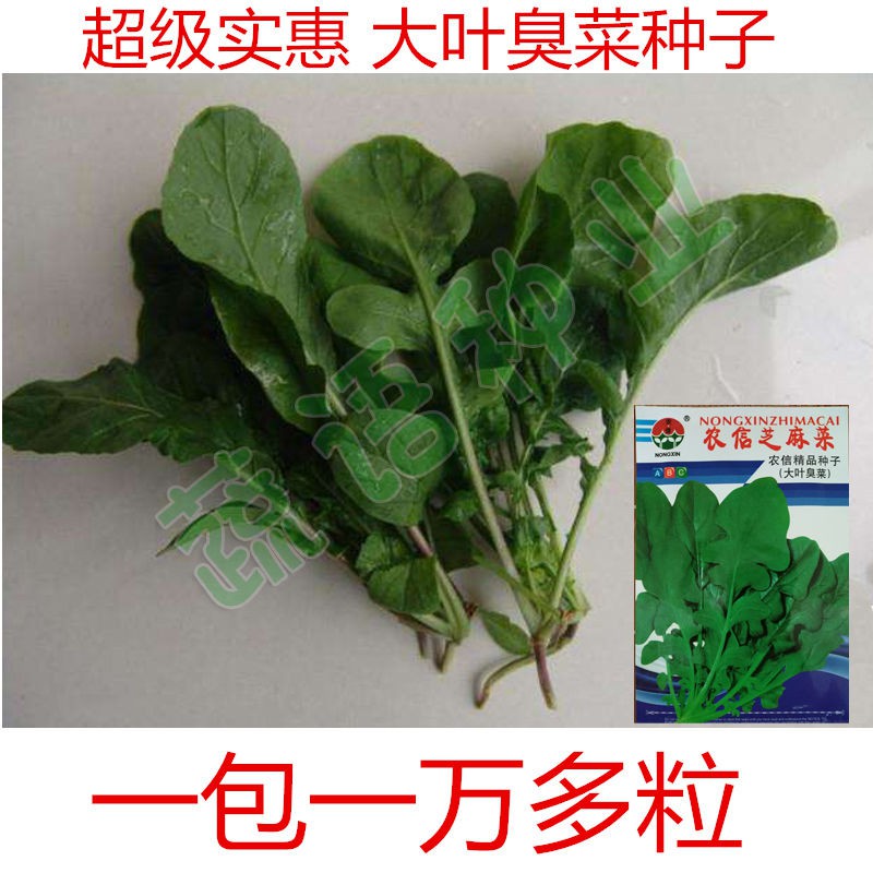 大葉芝麻菜種子 拍賣 評價與ptt熱推商品 21年3月 飛比價格