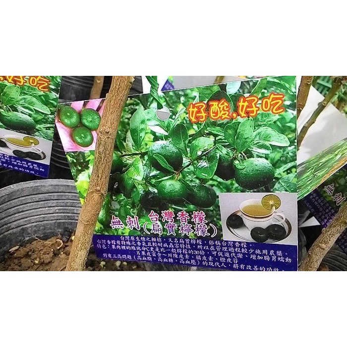 花花世界_水果苗**台灣香檬(嫁接無刺)**-扁實檸檬/4.5吋盆/高20-30cm/天然營養/MA