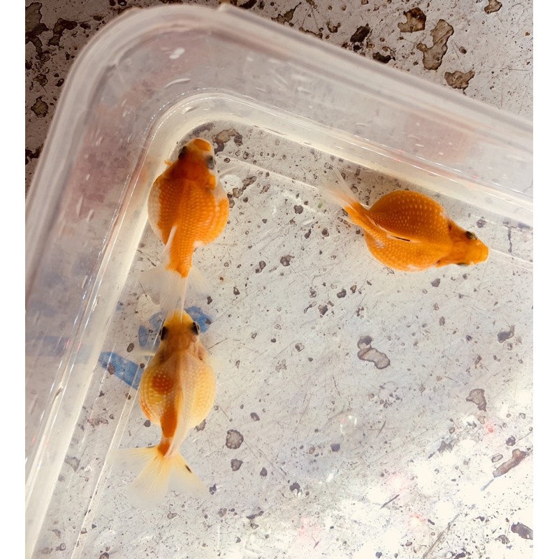 現貨 特圓可愛 珠鱗金魚活餌飼料 蝦皮購物