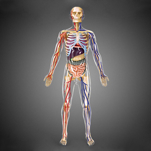 賽先生科學工廠｜4D透明人體解剖模型