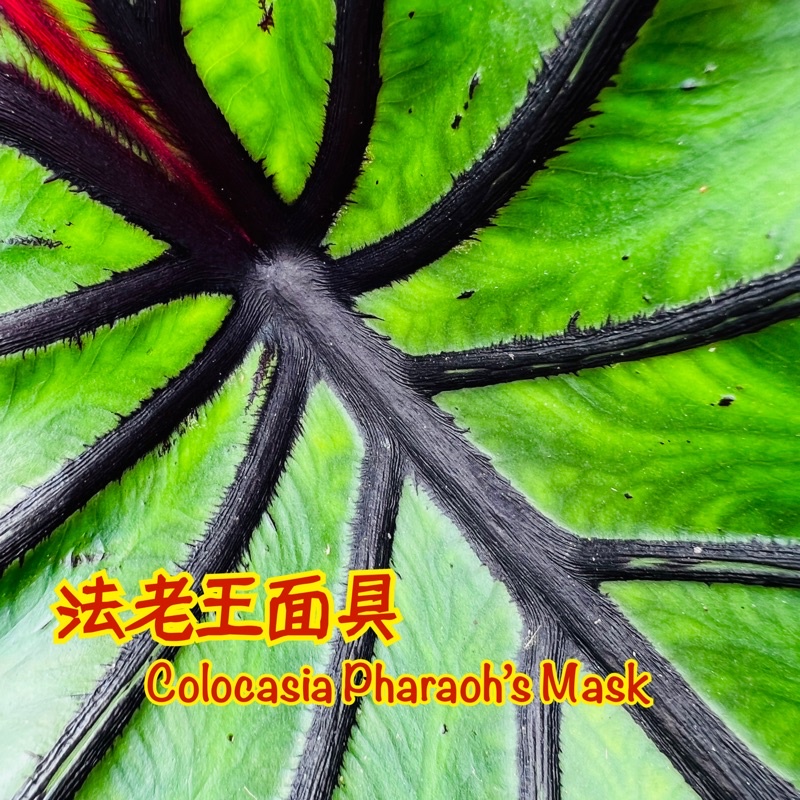 《天棠地芋》法老王面具 水芋 Colocasia Pharaoh’s Mask